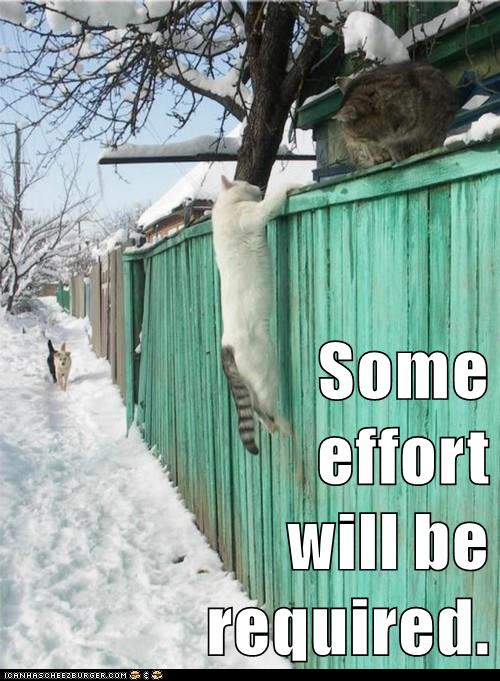 cat tries to climb fence
